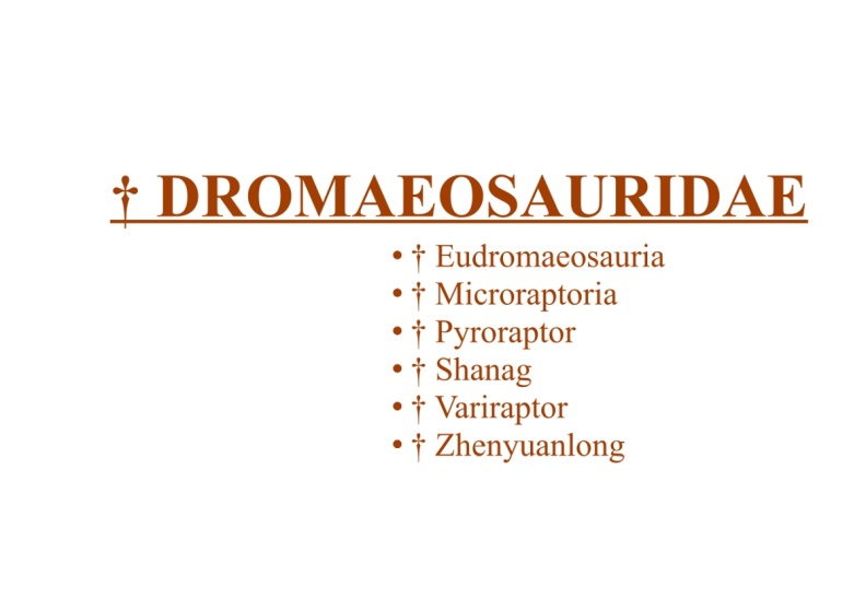 † Dromaeosauridae