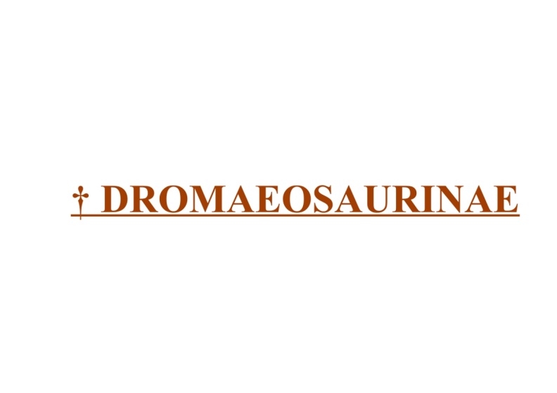 † Dromaeosaurinae