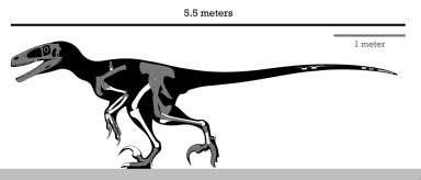 † Dakotaraptor steini (vor etwa 72 bis 66 Millionen Jahren)