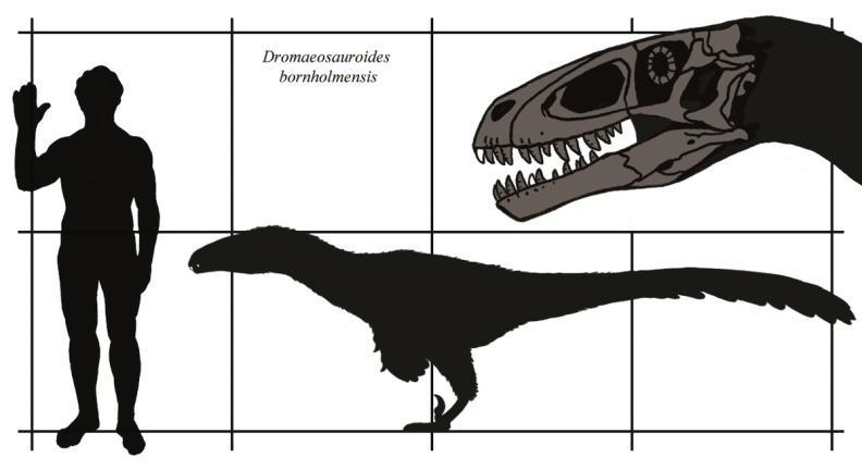 † Dromaeosauroides bornholmensis (vor etwa 145 bis 139,3 Millionen Jahren)