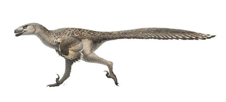 † Dromaeosaurus albertensis (vor etwa 83,6 bis 66 Millionen Jahren)