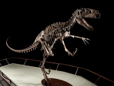 † Utahraptor ostrommaysi (vor etwa 139,3 bis 133,9 Millionen Jahren)