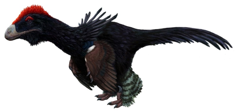 † Atrociraptor marshalli (vor etwa 72 bis 66 Millionen Jahren)