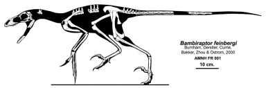 † Bambiraptor feinbergi (vor etwa 83,6 bis 66 Millionen Jahren)