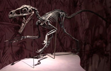 † Bambiraptor feinbergi (vor etwa 83,6 bis 66 Millionen Jahren)