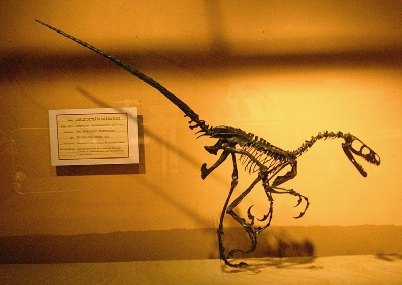 † Saurornitholestes langstoni (vor etwa 83,6 bis 66 Millionen Jahren)