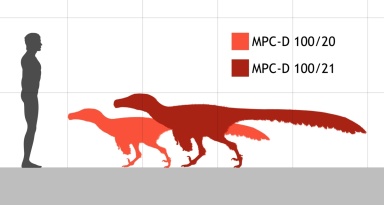 † Adasaurus mongoliensis (vor etwa 72 bis 66 Millionen Jahren)