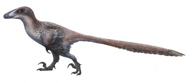 † Deinonychus antirrhopus (vor etwa 126,3 bis 100,5 Millionen Jahren)