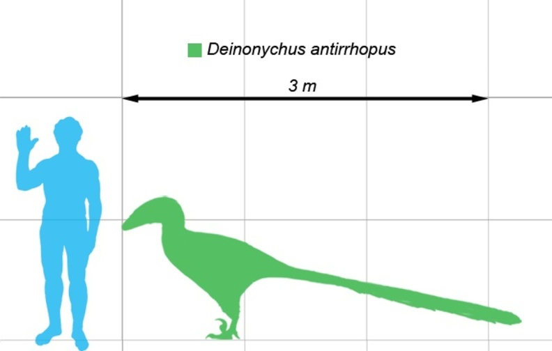 † Deinonychus antirrhopus (vor etwa 126,3 bis 100,5 Millionen Jahren)
