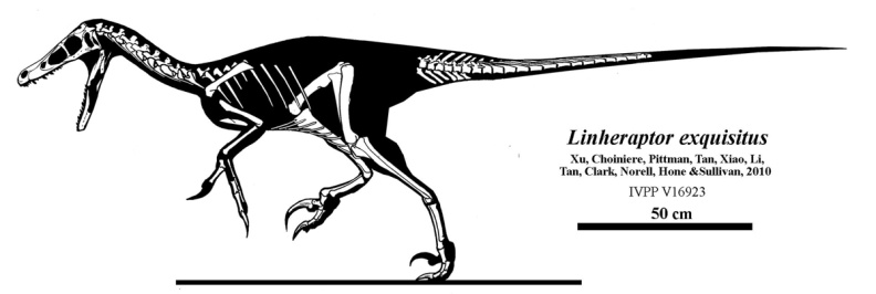 † Linheraptor exquisitus (vor etwa 83,6 bis 72 Millionen Jahren)