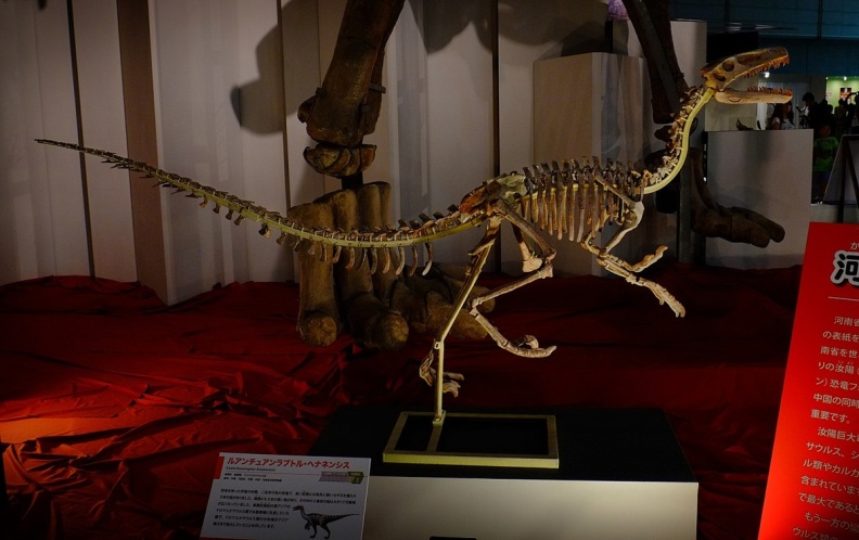 † Luanchuanraptor henanensis (vor etwa 72 bis 66 Millionen Jahren)