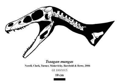 † Tsaagan mangas (vor etwa 83,6 bis 72 Millionen Jahren)
