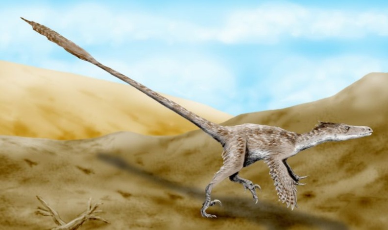† Velociraptor mongoliensis (vor etwa 83,6 bis 72 Millionen Jahren)