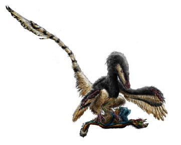 † Velociraptor mongoliensis (vor etwa 83,6 bis 72 Millionen Jahren)