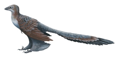 † Changyuraptor yangi (vor etwa 126,3 bis 112,9 Millionen Jahren)