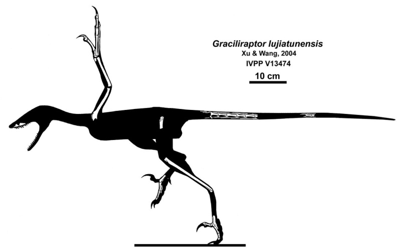 † Graciliraptor lujiatunensis (vor etwa 130,7 bis 112,9 Millionen Jahren)
