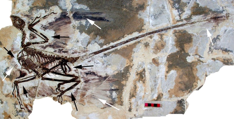 † Microraptor gui (vor etwa 126,3 bis 112,9 Millionen Jahren)