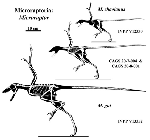 † Microraptor sp. (vor etwa 126,3 bis 112,9 Millionen Jahren)