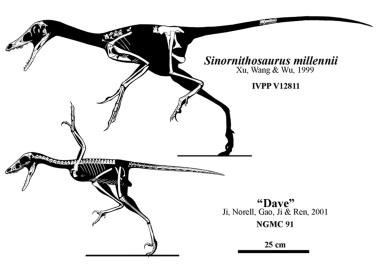 † Sinornithosaurus millenii (vor etwa 126,3 bis 112,9 Millionen Jahren)
