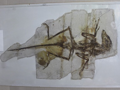 † Sinornithosaurus millenii (vor etwa 126,3 bis 112,9 Millionen Jahren)