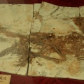 † Tianyuraptor ostromi (vor etwa 126,3 bis 112,9 Millionen Jahren)