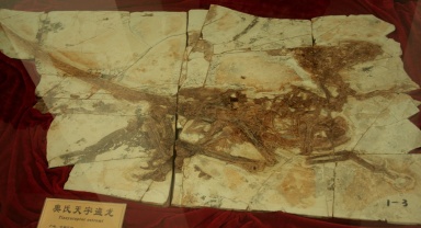 † Tianyuraptor ostromi (vor etwa 126,3 bis 112,9 Millionen Jahren)