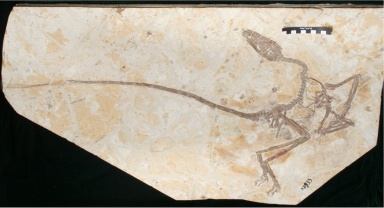 † Wulong bohaiensis (vor etwa 126,3 bis 112,9 Millionen Jahren)