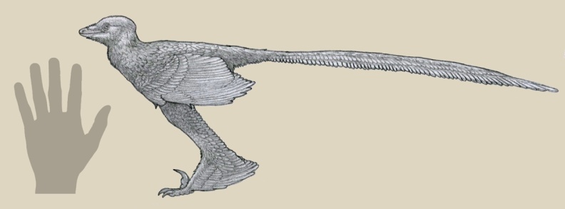 † Zhongjianosaurus yangi (vor etwa 126,3 bis 112,9 Millionen Jahren)