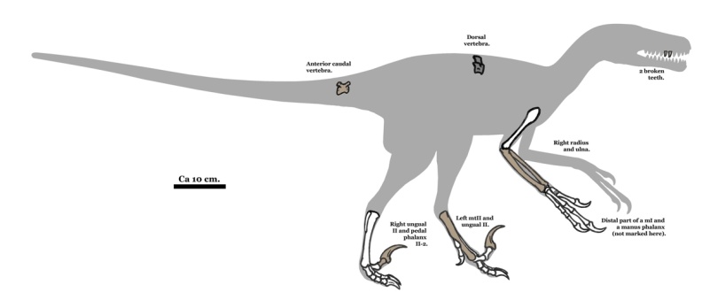 † Pyroraptor olympius (vor etwa 72 bis 66 Millionen Jahren)