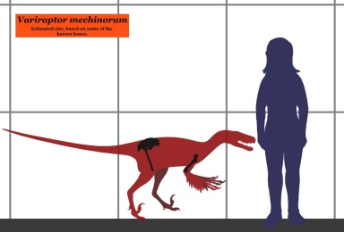 † Variraptor mechinorum (vor etwa 72 bis 66 Millionen Jahren)