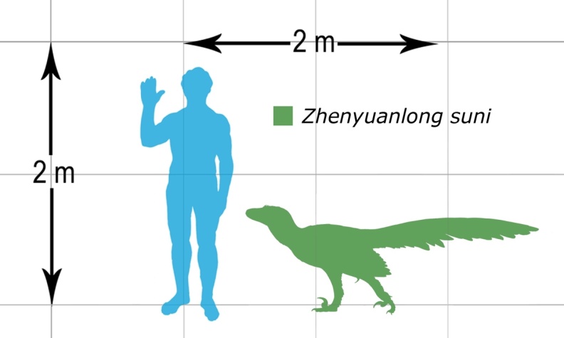 † Zhenyuanlong suni (vor etwa 126,3 bis 112,9 Millionen Jahren)