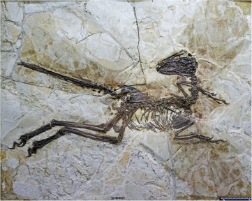 † Zhenyuanlong suni (vor etwa 126,3 bis 112,9 Millionen Jahren)