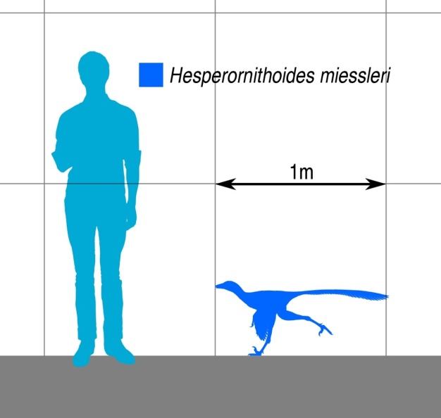† Hesperornithoides miessleri (vor etwa 163,5 bis 145 Millionen Jahren)