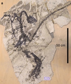 † Jianianhualong tengi (vor etwa 126,3 bis 112,9 Millionen Jahren)