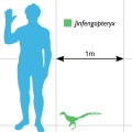 † Jinfengopteryx elegans (vor etwa 126,3 bis 112,9 Millionen Jahren)