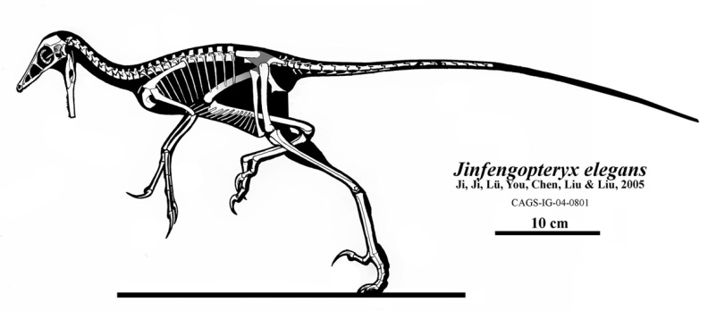 † Jinfengopteryx elegans (vor etwa 126,3 bis 112,9 Millionen Jahren)