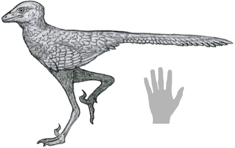 † Liaoningvenator curriei (vor etwa 130,7 bis 126,3 Millionen Jahren)