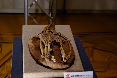 † Sinornithoides youngi (vor etwa 126,3 bis 100,5 Millionen Jahren)