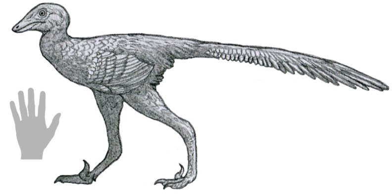 † Daliansaurus liaoningensis (vor etwa 130,7 bis 126,3 Millionen Jahren)