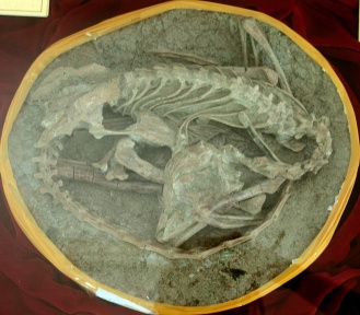 † Mei long (vor etwa 126,3 bis 112,9 Millionen Jahren)
