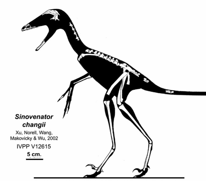 † Sinovenator changii (vor etwa 126,3 bis 112,9 Millionen Jahren)