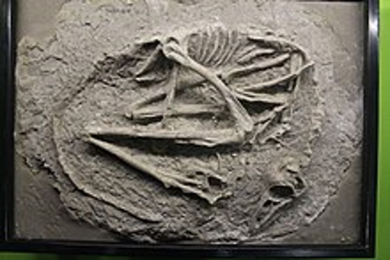 † Sinovenator changii (vor etwa 126,3 bis 112,9 Millionen Jahren)