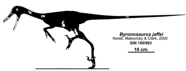 † Byronosaurus jaffei (vor etwa 83,6 bis 72 Millionen Jahren)