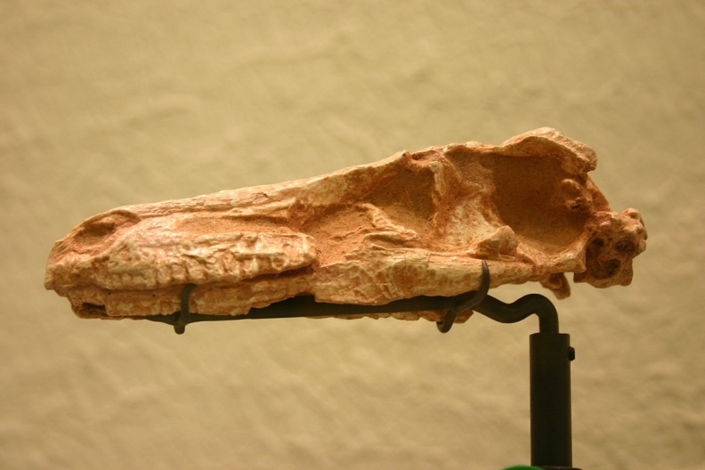† Saurornithoides mongoliensis (vor etwa 83,6 bis 72 Millionen Jahren)