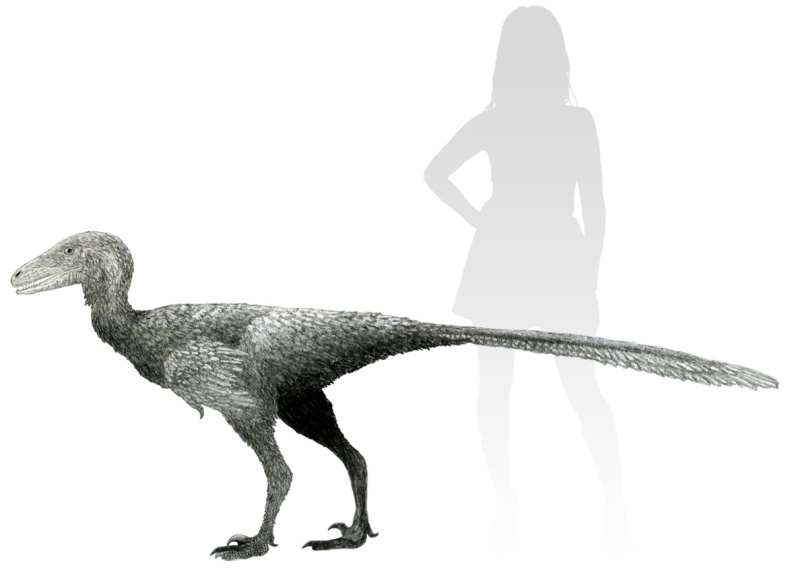† Stenonychosaurus inequalis (vor etwa 83,6 bis 72 Millionen Jahren)