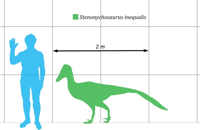 † Stenonychosaurus inequalis (vor etwa 83,6 bis 72 Millionen Jahren)