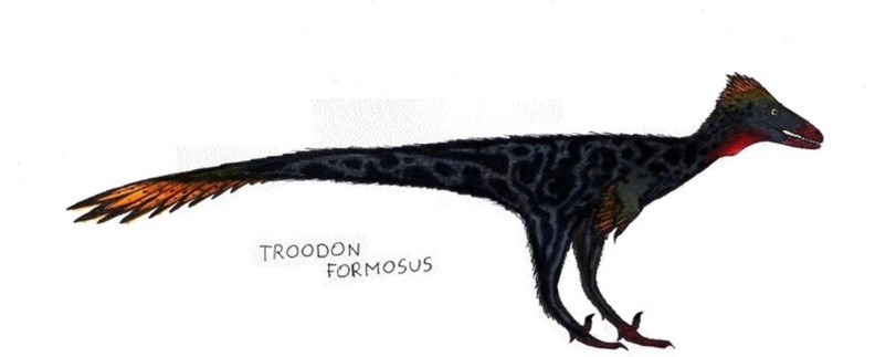 † Troodon formosus (vor etwa 83,6 bis 72 Millionen Jahren)