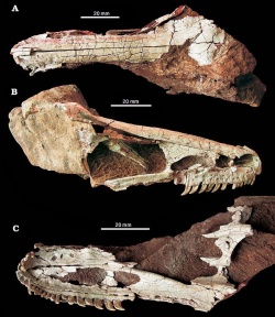 † Xixiasaurus henanensis (vor etwa 89,7 bis 83,6 Millionen Jahren)