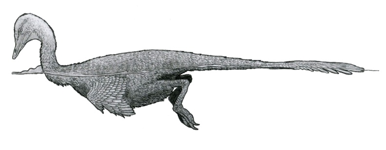 † Halszkaraptor escuilliei (vor etwa 83,6 bis 66 Millionen Jahren)