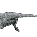 † Halszkaraptor escuilliei (vor etwa 83,6 bis 66 Millionen Jahren)